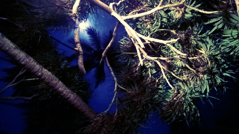 night plam tree